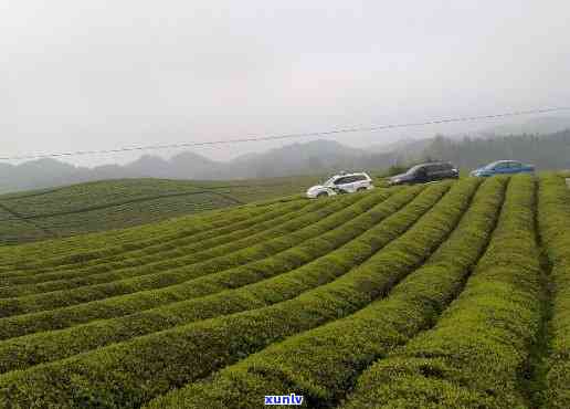 湄潭县茶叶场-湄潭县茶叶场 *** 