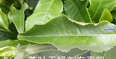 干燥剂能放茶叶里吗-干燥剂能放茶叶里吗有吗