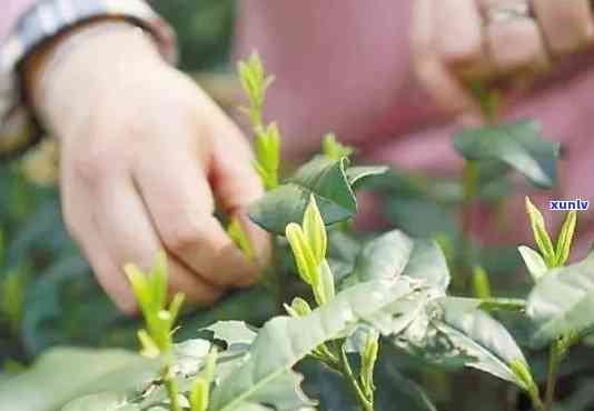 茶叶里真的会有农药残留吗？科普：原因及检测 *** 