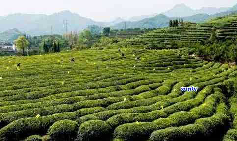 松阳产什么茶叶，探寻松阳茶叶之旅：揭秘当地特色名茶