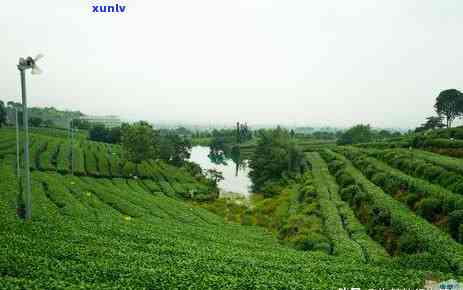 松阳产什么茶叶，探寻松阳茶叶之旅：揭秘当地特色名茶