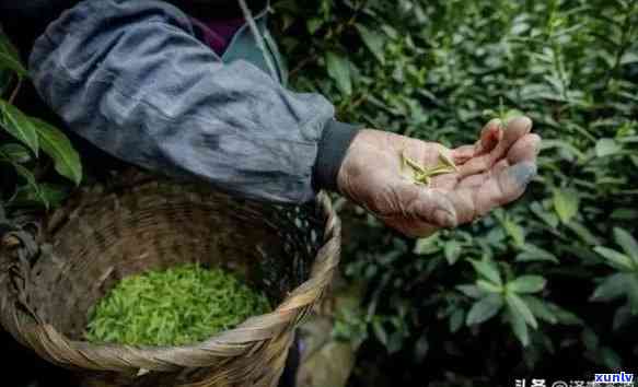 西翠兰茶厂排名，西翠兰茶厂：茶叶行业的领导者之一