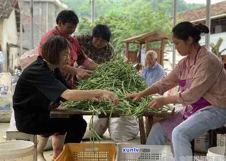 松阳县茶叶场的茶叶便宜吗，松阳县茶叶场：茶叶价格亲民，值得一看！