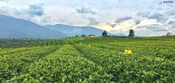 松阳县茶叶场在哪里，寻找好茶？探究松阳县茶叶场的位置！