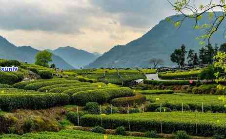 松阳县茶叶场-丽水市松阳县茶叶场