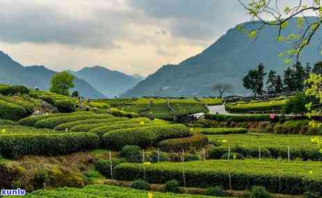 松阳县茶叶场-丽水市松阳县茶叶场