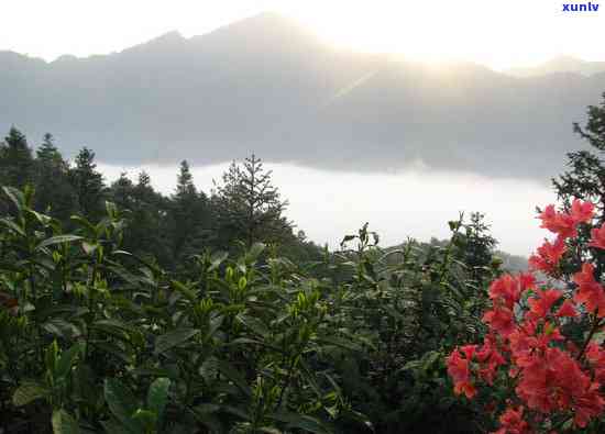 黄山有哪些茶叶市场好，探访黄山：揭秘优质茶叶市场的那些事儿！