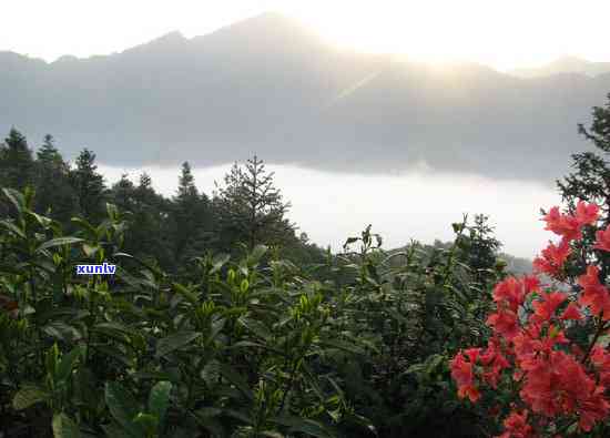 黄山有哪些茶叶市场好，探访黄山：揭秘优质茶叶市场的那些事儿！