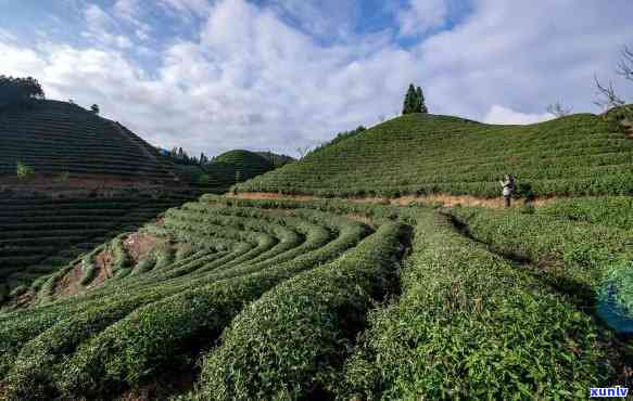 黄山市有几个茶叶场，探秘黄山市：揭秘茶叶场数量