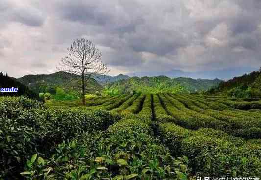 黄山市有几个茶叶场，探秘黄山市：揭秘茶叶场数量