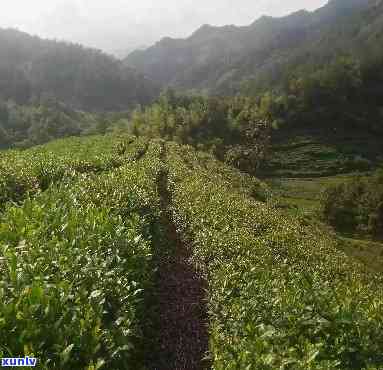 黄山市有几个茶叶场，探秘黄山市：揭秘茶叶场数量