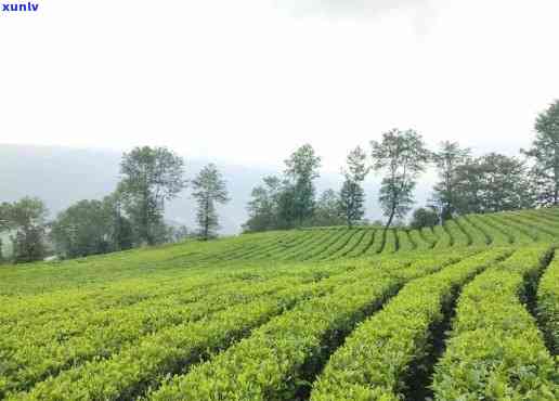 黄山市有几个茶叶场，探秘黄山市：揭秘茶叶场数量