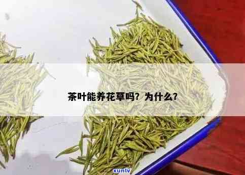 花里面可以放茶叶吗？查看真实图片大全！