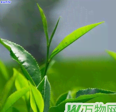 茶叶s现在还能用吗-茶叶s现在还能用吗有吗