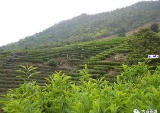 州更大的茶叶场在哪里，寻找好茶？告诉你，州更大的茶叶场在哪里！