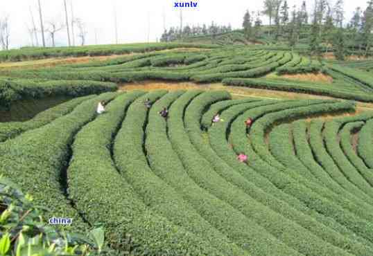 名山顶山茶叶市场-名山区顶山茶