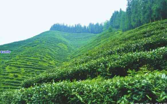 四川峨眉山茶叶场，探索中国茶文化：四川峨眉山茶叶场之旅