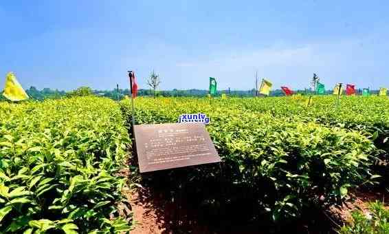 四川峨眉山茶叶场，探索中国茶文化：四川峨眉山茶叶场之旅