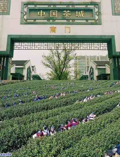 安吉县茶叶交易市场营业时间一览