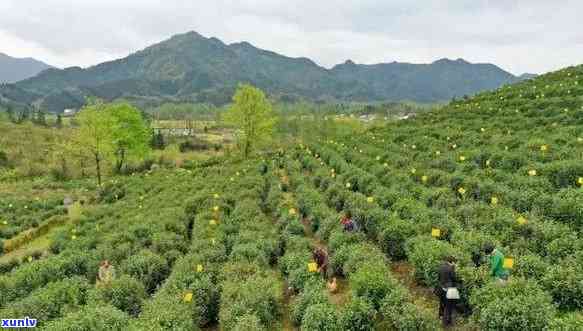 安吉县茶叶场，探索中国茶文化的宝藏：安吉县茶叶场深度游