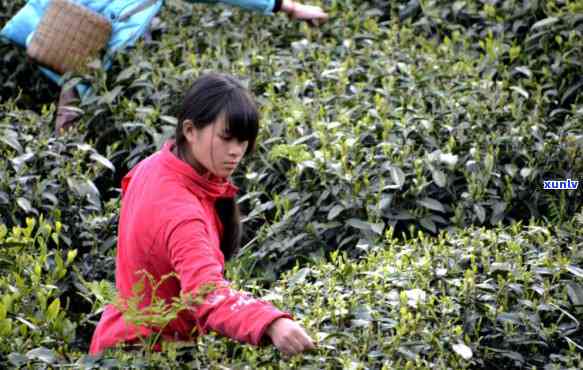 贵州省更大的茶叶场：位置与详情