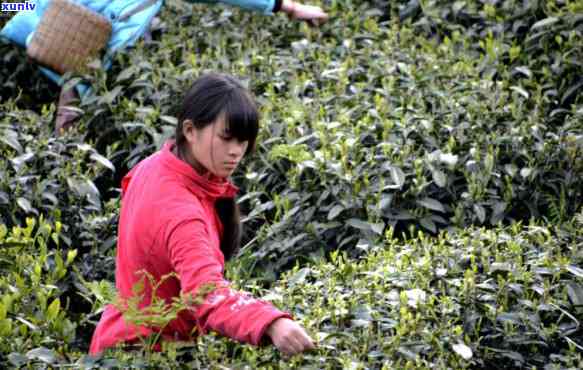 贵州省更大的茶叶场：位置与详情