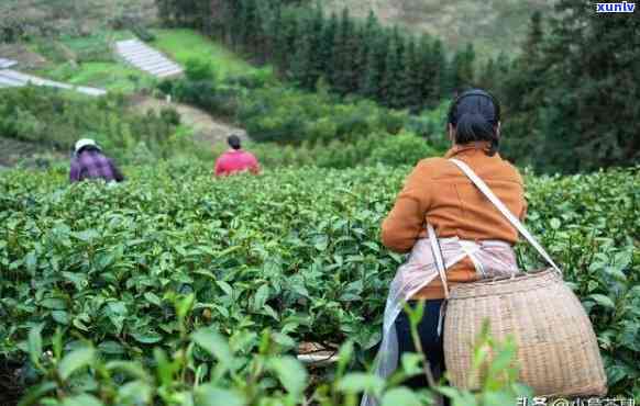 西安市茶叶场哪个地方价格更便宜，西安茶叶场：哪里的价格最实？