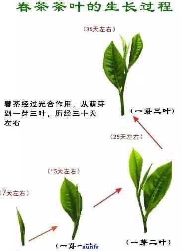 茶叶产品生命周期名词解释及含义全解