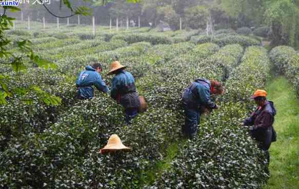 大龙港茶叶场在哪个区？求详细地址！