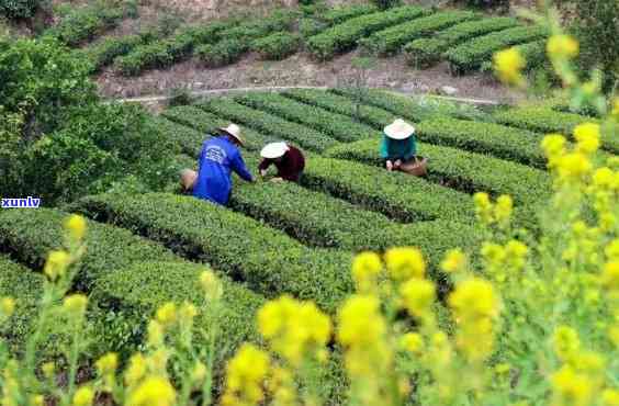 兴义茶叶场，探秘兴义茶叶场：品尝地道黔南茶香的绝佳之地