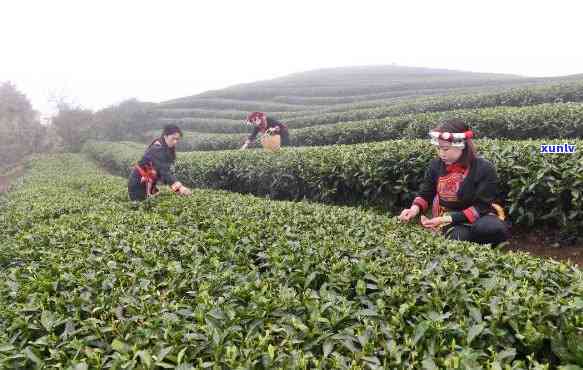 波市茶叶场有哪些，探索波茶文化：揭秘茶叶场全攻略