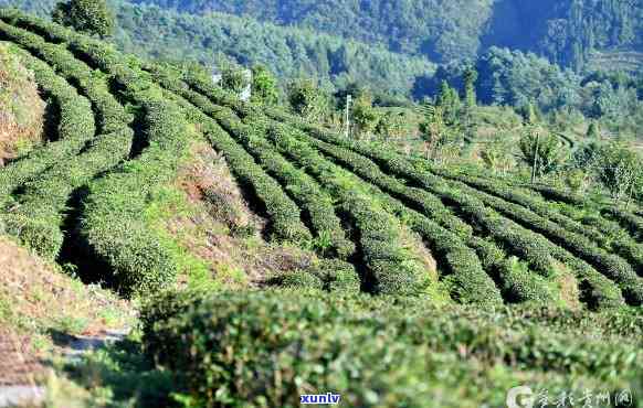 桐木关茶园：面积与平均海拔一览