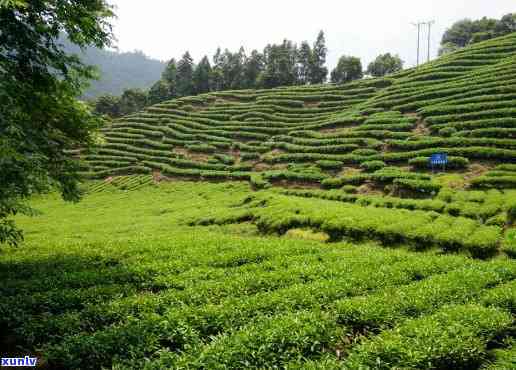 桐木关茶叶场-桐木关茶厂排名