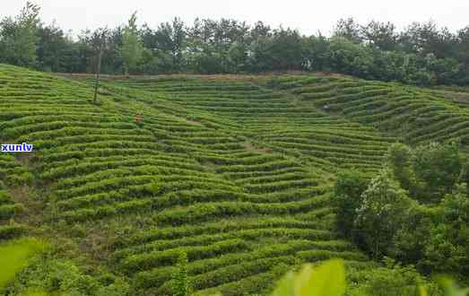 湖北省茶叶场-湖北省茶叶场房产税