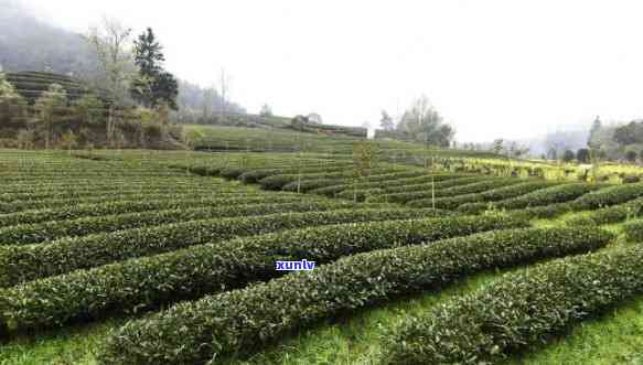 湖北省茶叶场-湖北省茶叶场房产税