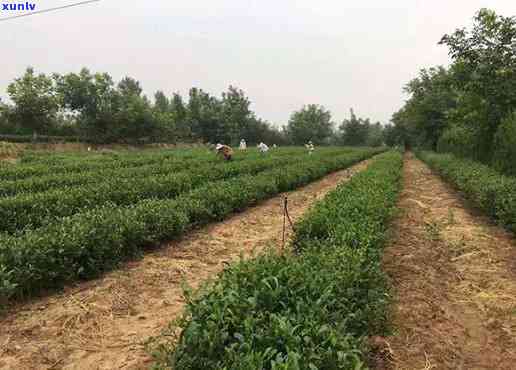 河南的茶叶场-河南的茶叶场在哪里