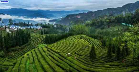 峨眉山茶叶场在哪进货？位置详解