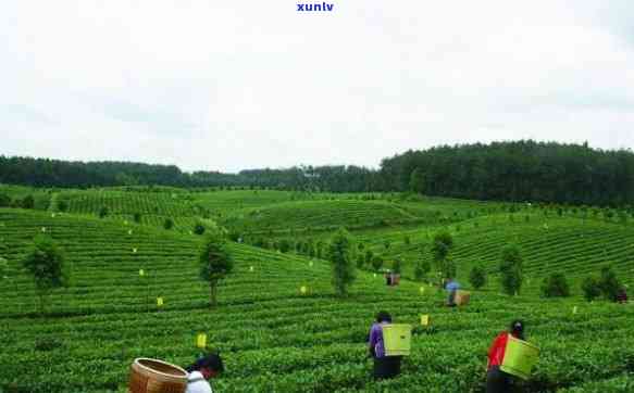 州的茶叶场-州的茶叶场在哪里啊