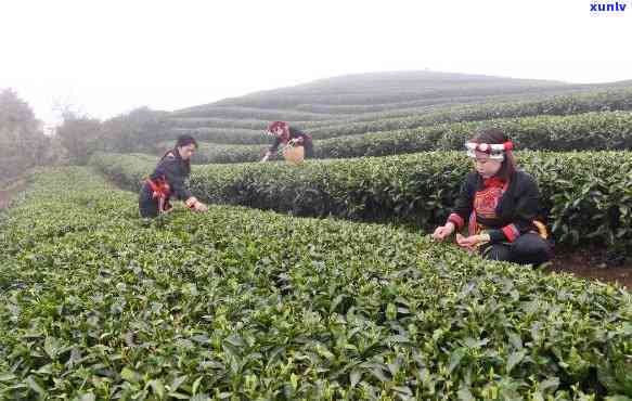 武夷山三姑茶叶市场-武夷山三姑茶叶市场怎么还价的