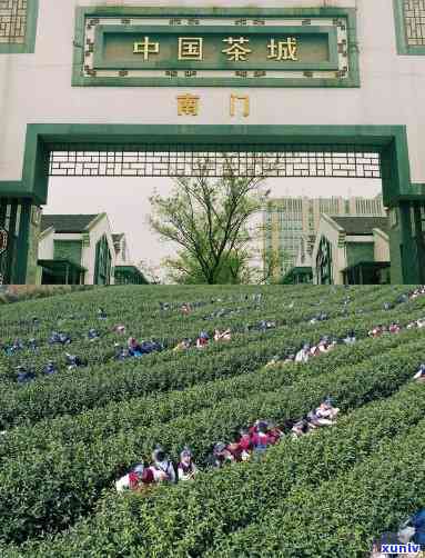 门更大的茶叶市场是哪里，揭秘门更大茶叶市场，带你探索茶文化的魅力！