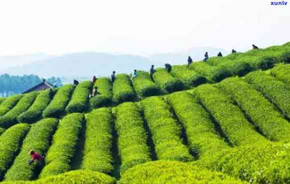 石门县茶叶场 *** ，查询石门县茶叶场 *** ，一网打尽！