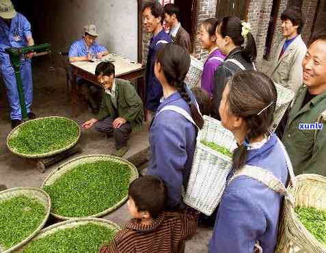 雅安顶山茶厂：传承百年制茶技艺，打造川茶典