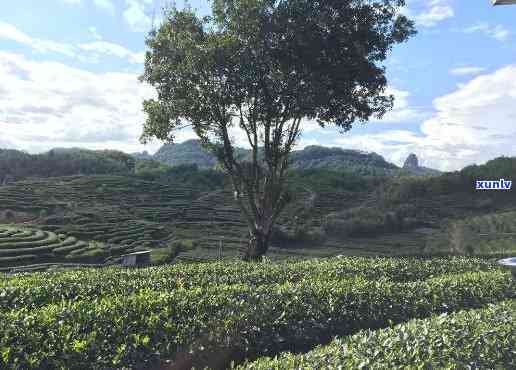 武夷山茶叶场图片，探索中国茶文化的魅力：武夷山茶叶场的实拍图集