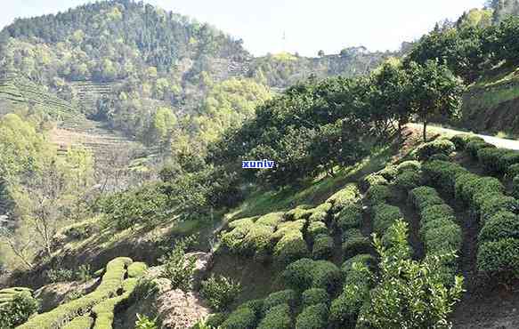 武夷山茶叶场-武夷山茶叶场地址