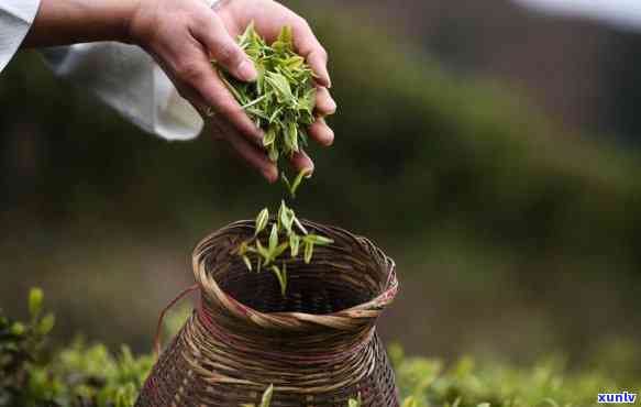 茶叶出现多少年了，千年古韵：茶叶的历溯源