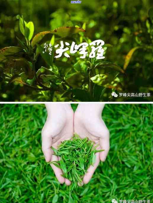 茶叶的出产时间，掌握茶叶出产时间：了解不同节茶叶的特点和品质