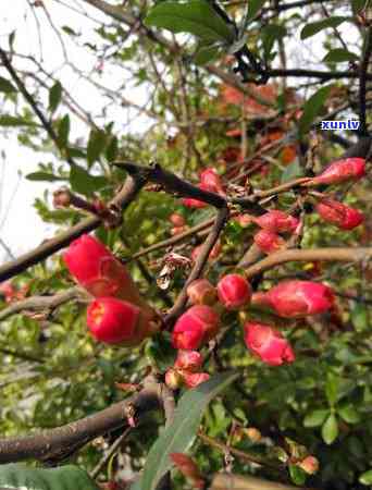 清风为伴茶叶贵吗？产地、价格全解析