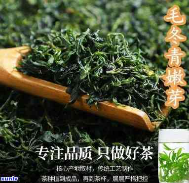 毛冬青茶叶的保质期-毛冬青茶叶的保质期是多长时间