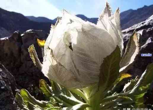 天山雪莲保质期多长时间，天山雪莲：揭示其保质期及存 *** 