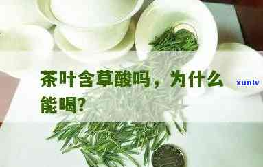 茶叶中草酸含量高吗？原因与影响解析